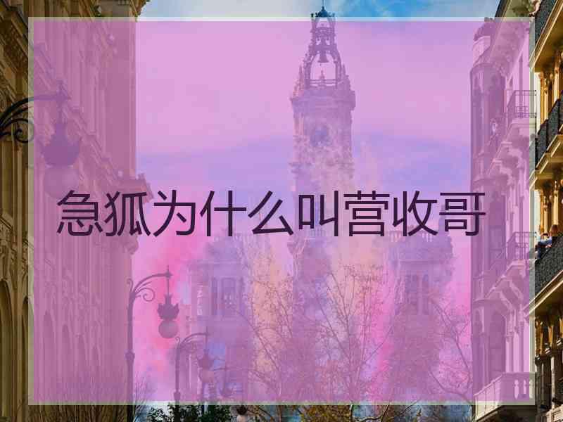 急狐为什么叫营收哥