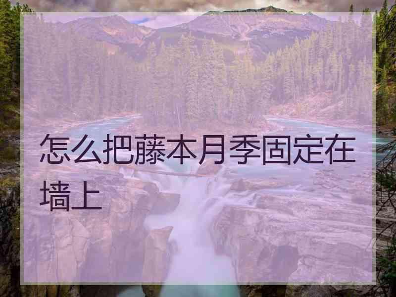 怎么把藤本月季固定在墙上