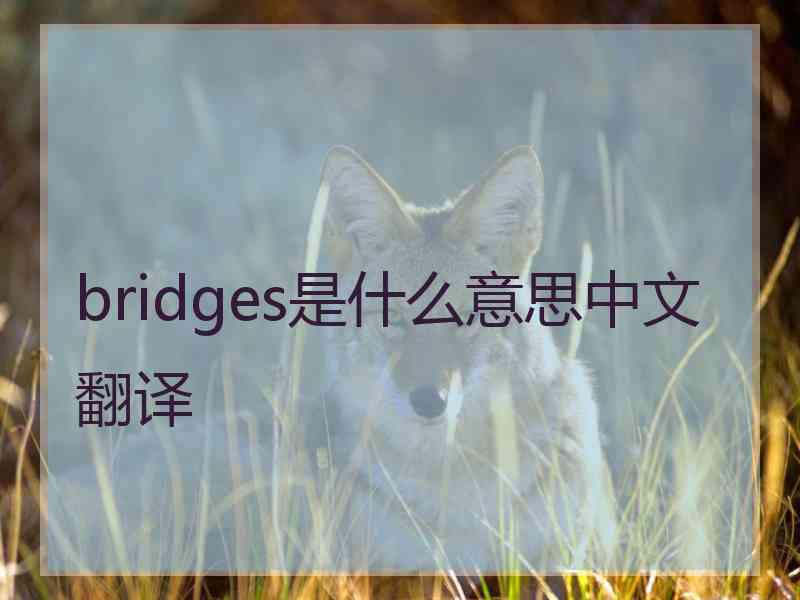 bridges是什么意思中文翻译