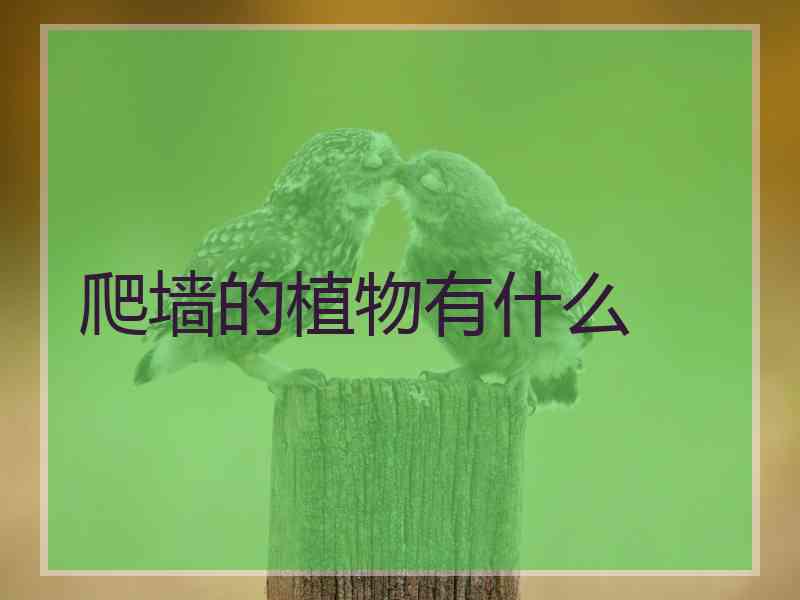 爬墙的植物有什么